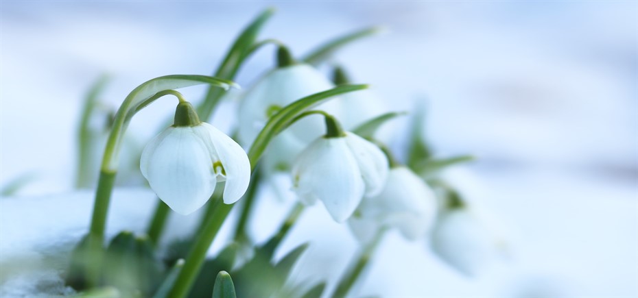 snowdrops-3236773_1920 pixabay_930x435