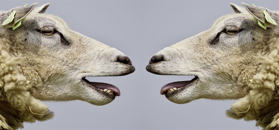 sheep-2372148_1920_930x435