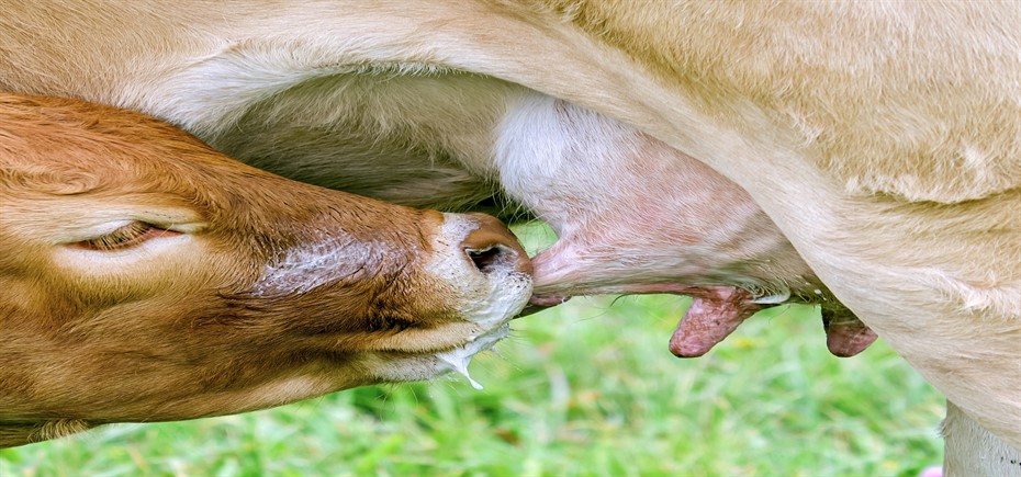 cow-2802838_1920C_930x435