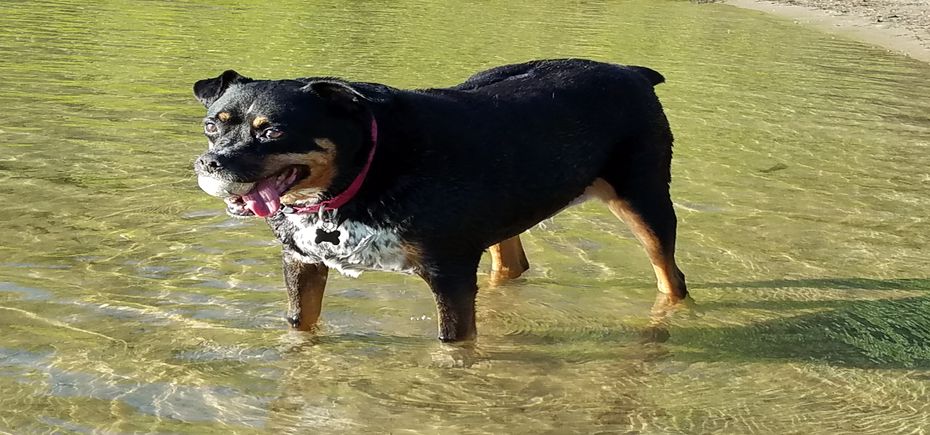 Charlotte C 20170620_182946_930x435