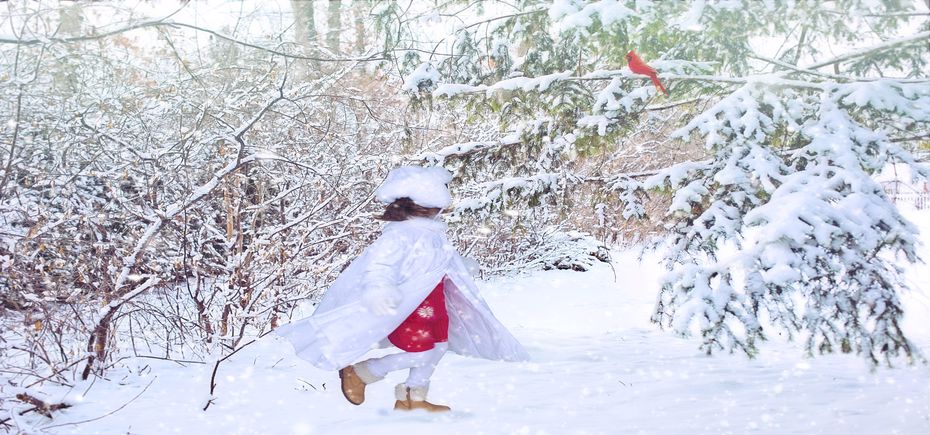 Cardinal winter-4840852_1920_930x435