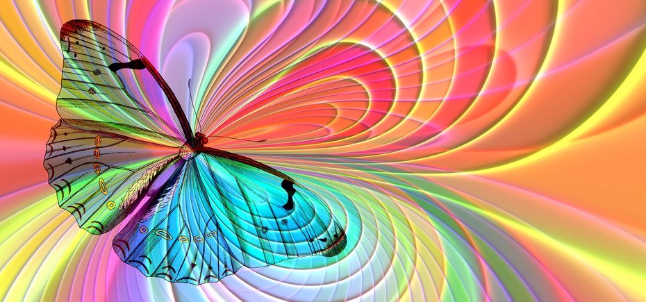 Butterfly arrangement-gf3162b4d0_1920_930x435