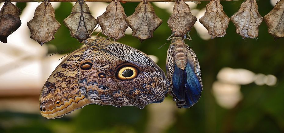 Madam Butterfly cocoons-329070_1920_930x435