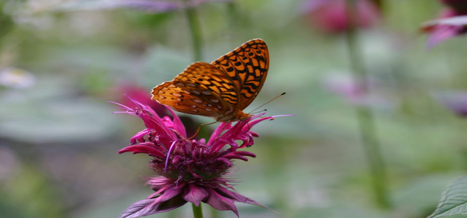 Butterfly DMFord 08.02.14_930x435